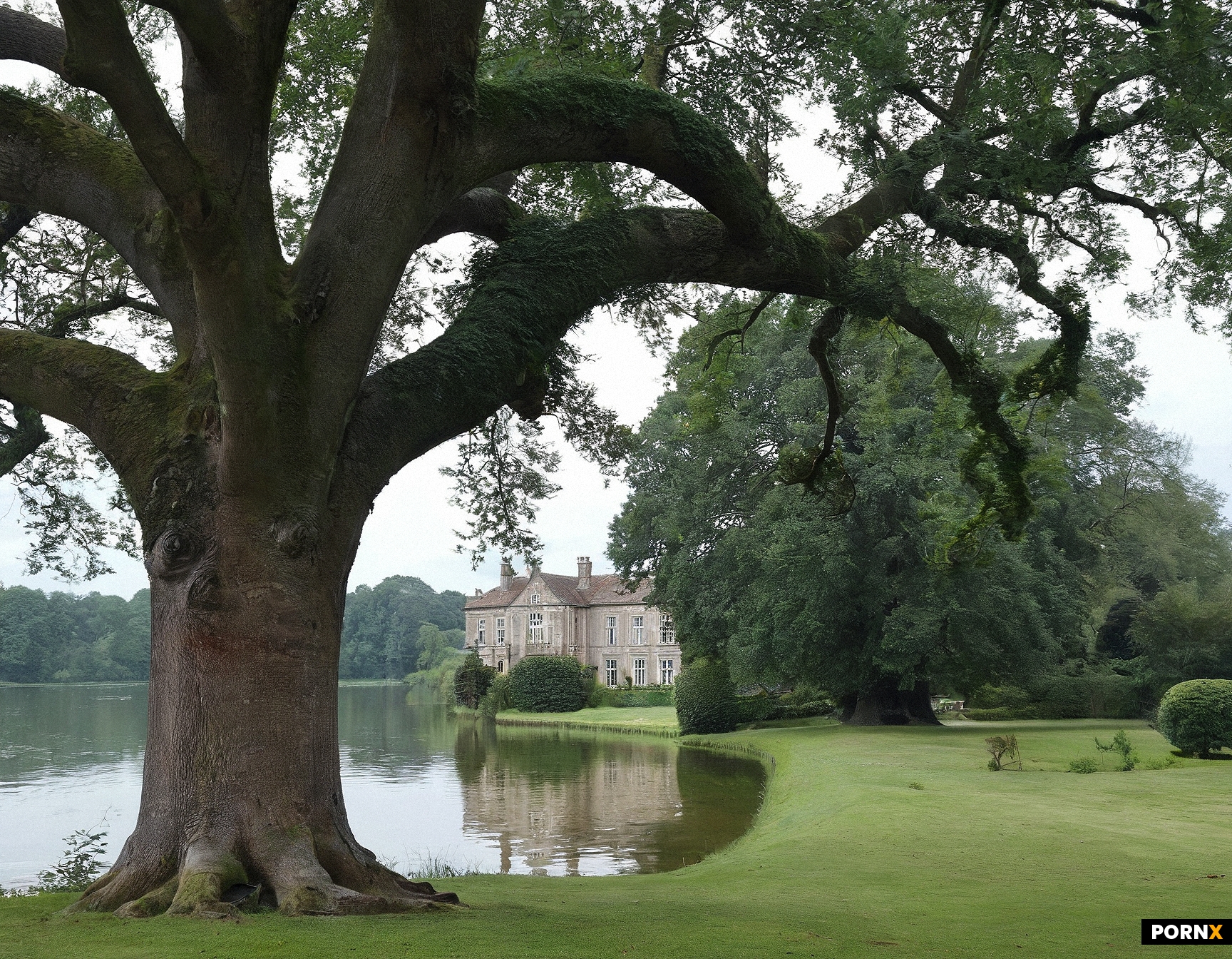 giant oak tree with wide trunk overlooking lake with manor house in the distance